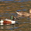 Northern Shoveler